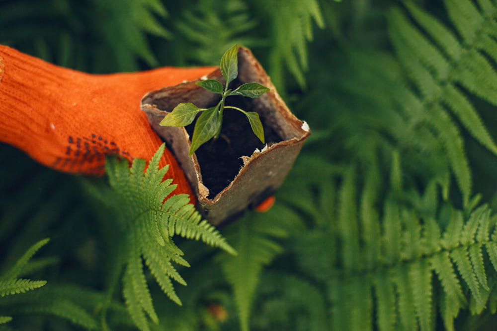 Protection des plantes naturelle