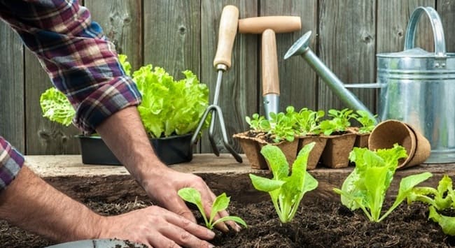 Jardinage biologique