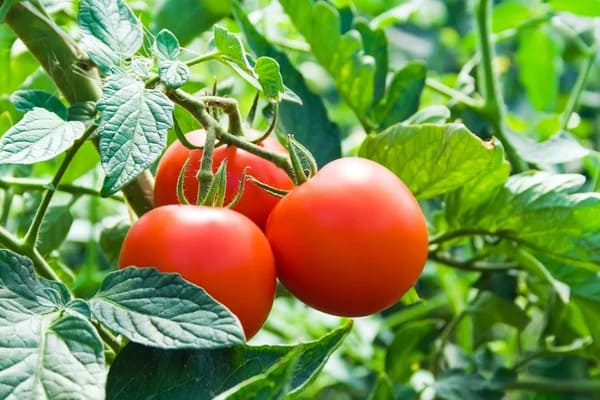 Récolte abondante de tomates