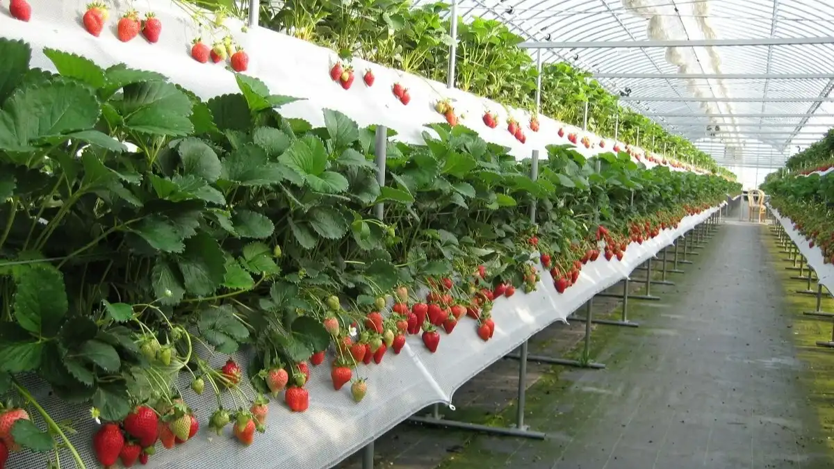 Culture de fraises